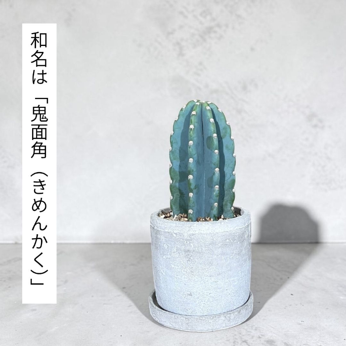 観葉植物 柱サボテン トゲなし 鬼面角 ヌーダム セメントシリンダーポット