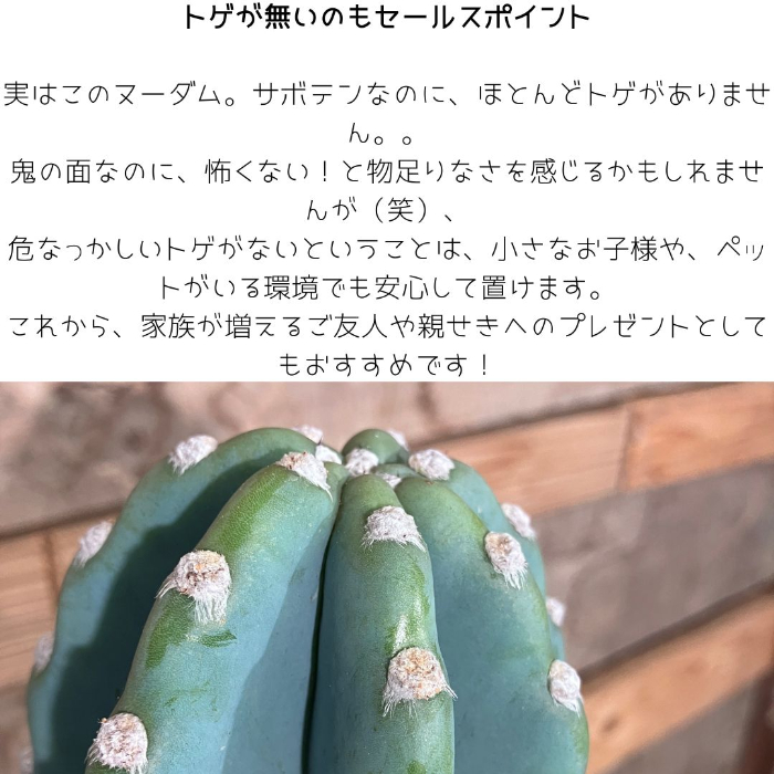 観葉植物 柱サボテン トゲなし 鬼面角 ヌーダム セメントシリンダーポット