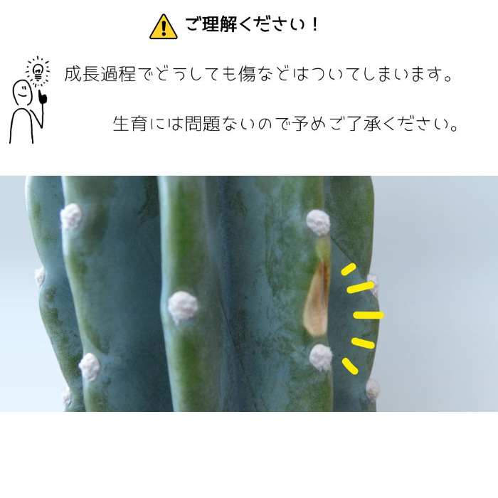 観葉植物 柱サボテン トゲなし 鬼面角 ヌーダム セメントシリンダーポット