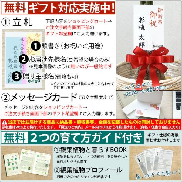 柱サボテン トゲなし 鬼面角 ヌーダム セメントシリンダーポット