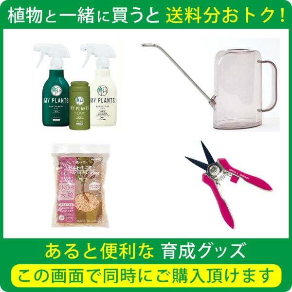 柱サボテン トゲなし 鬼面角 ヌーダム セメントシリンダーポット 柱サボテン トゲなし 鬼面角 ヌーダム セメントシリンダーポット