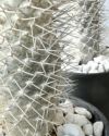観葉植物 パキポディウム・ゲアイ セラアート6号鉢 ビザールプランツ 珍奇植物 塊根植物 コーデックスCR100011