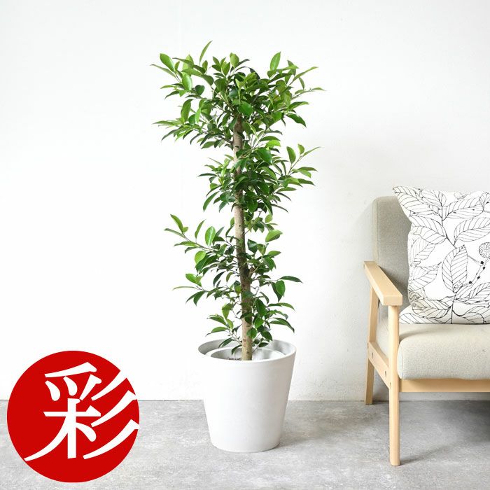 ガジュマル 8号鉢 鉢カバー付 プランターカバー・ガルボ 観葉植物