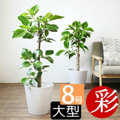  観葉植物 フィカス・アルテシーマ 直幹 8号鉢 鉢カバー付 プランターカバー・ガルボ