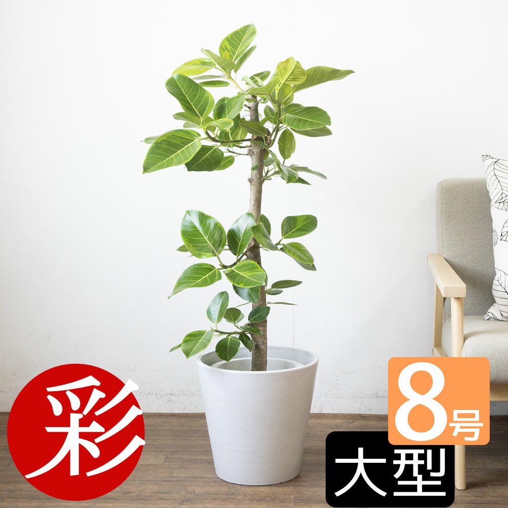 観葉植物 フィカス・アルテシーマ 直幹 8号鉢 鉢カバー付 プランターカバー・ガルボ