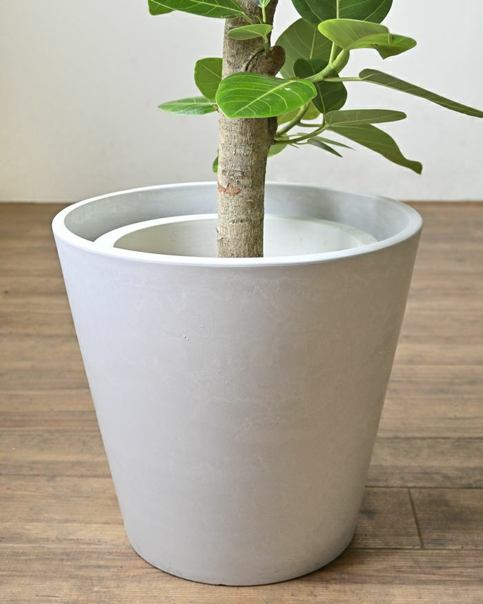 観葉植物 フィカス・アルテシーマ 直幹 8号鉢 鉢カバー付 プランターカバー・ガルボ