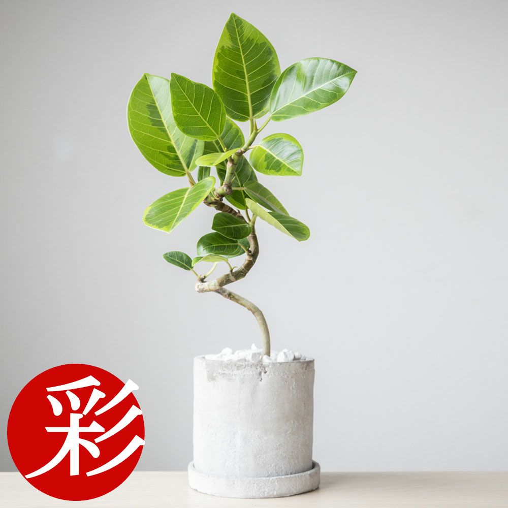 観葉植物 フィカス・アルテシーマ セメントシリンダーポット