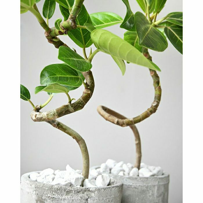 観葉植物 フィカス・アルテシーマ セメントシリンダーポット
