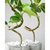 観葉植物 フィカス・アルテシーマ セメントシリンダーポット