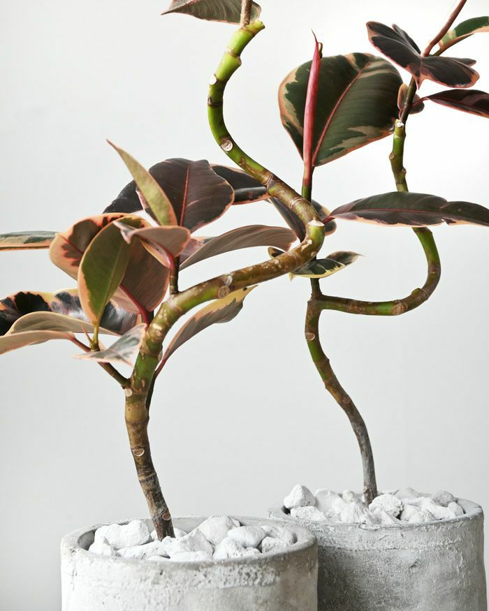 観葉植物 フィカス・ルビー セメントシリンダーポット