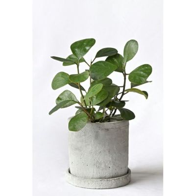 硬い葉の観葉植物を選ぶ 硬い葉の観葉植物を選ぶ