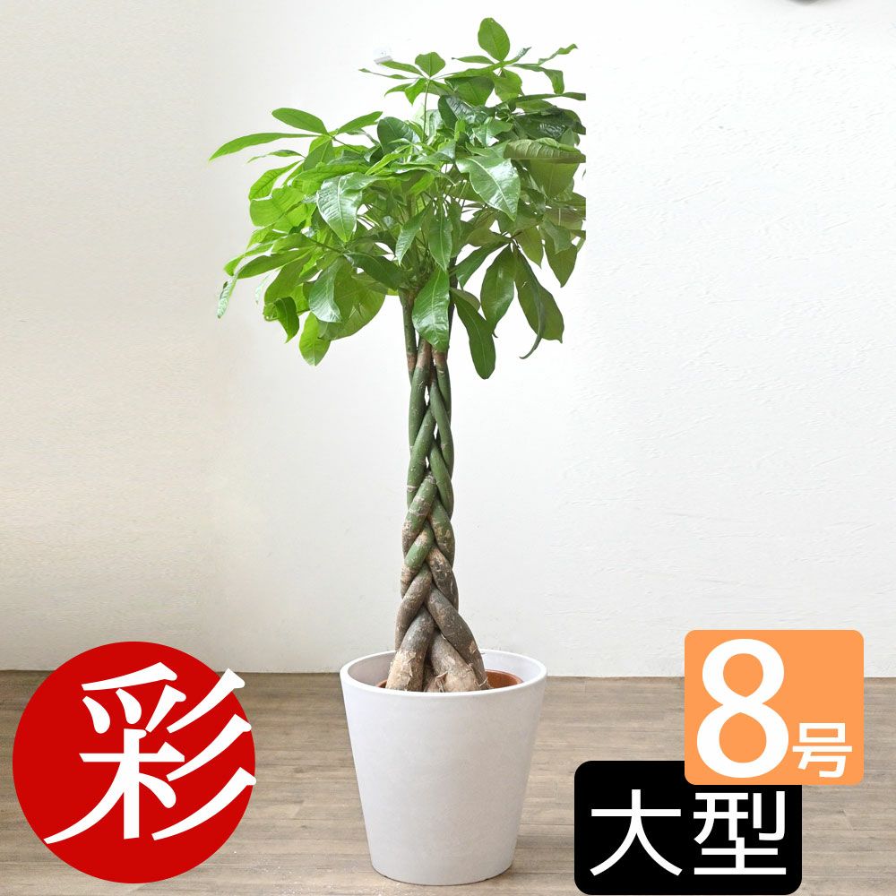 観葉植物 パキラ 8号鉢 鉢カバー付 プランターカバー・ガルボ