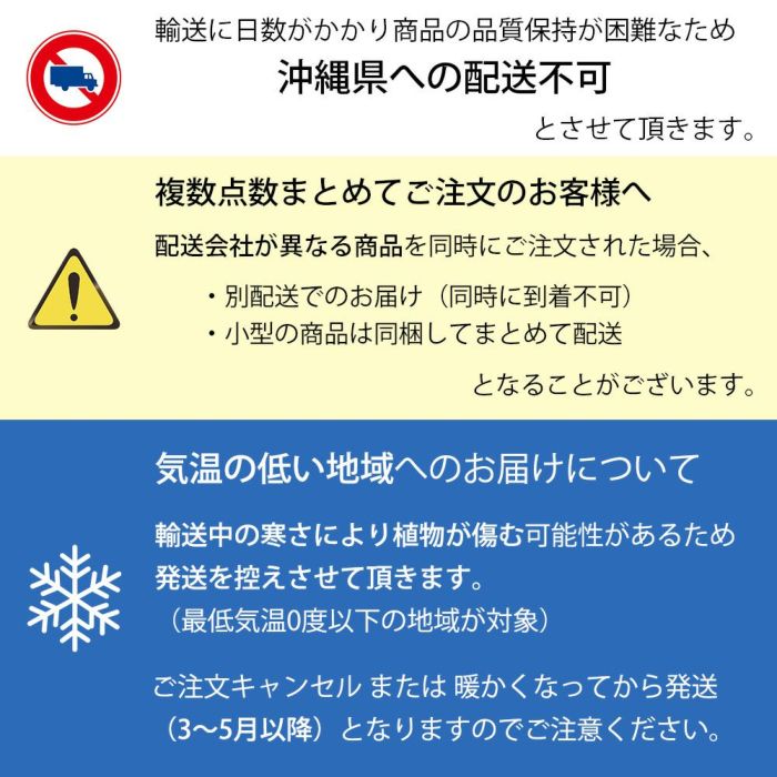 観葉植物 パキラ 8号鉢 鉢カバー付 プランターカバー・ガルボ
