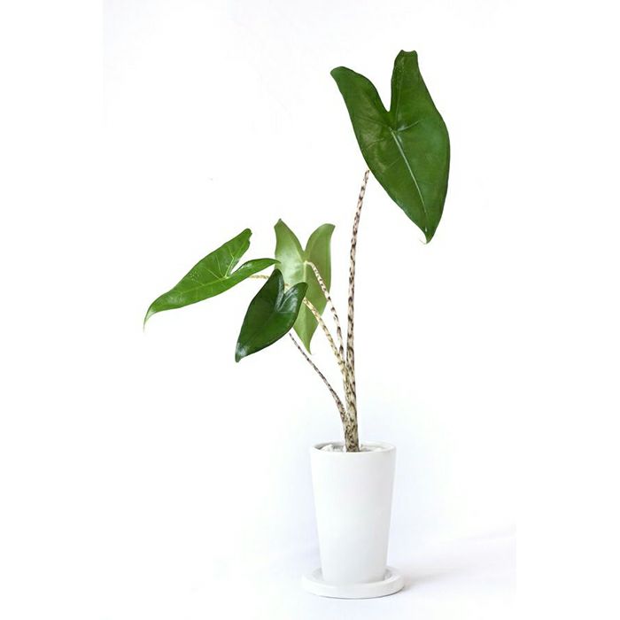 ハート形の葉の観葉植物を選ぶ