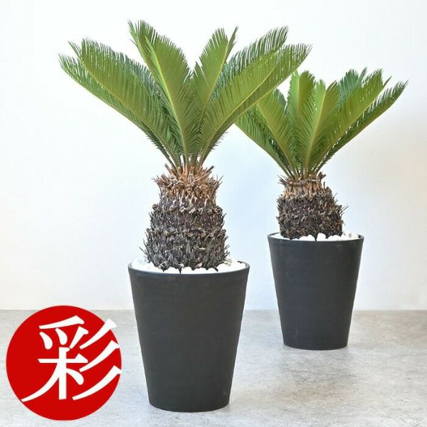 ソテツ セラアート鉢 10号鉢 【屋外用】 観葉植物 本物