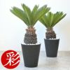 観葉植物 ソテツ セラアート鉢 10号鉢 【屋外用】