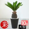 観葉植物 ソテツ セラアート鉢 10号鉢 【屋外用】