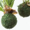 観葉植物 コウモリラン プラティセリウム・ネザーランド 苔玉
