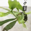 観葉植物 コウモリラン プラティセリウム・ネザーランド 苔玉