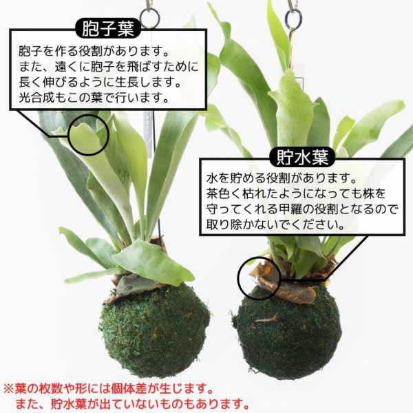 コウモリラン プラティセリウム・ネザーランド 苔玉 観葉植物 本物