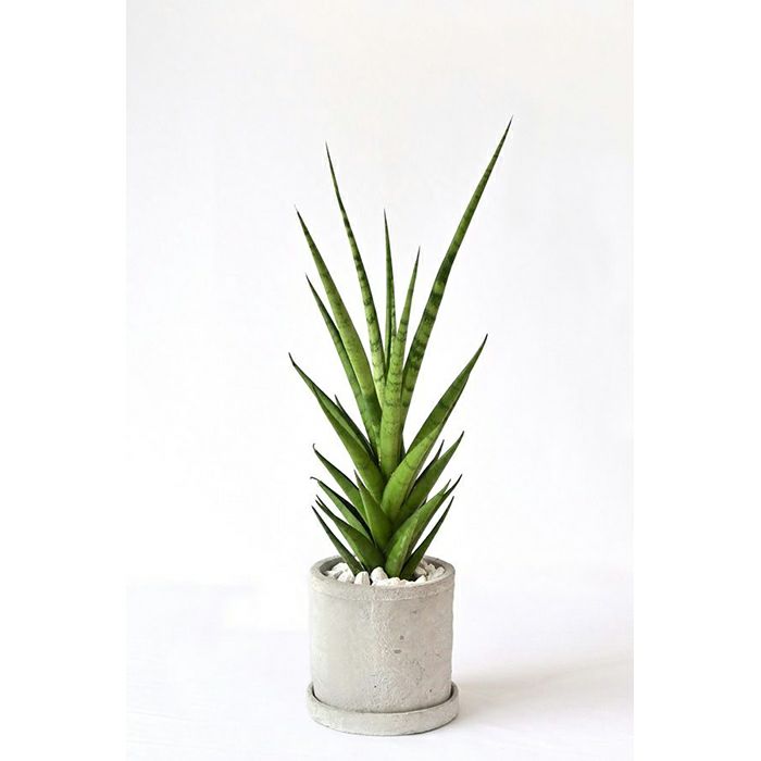 観葉植物 サンスベリア・B8 セメントシリンダーポット