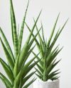 観葉植物 サンスベリア・B8 セメントシリンダーポット
