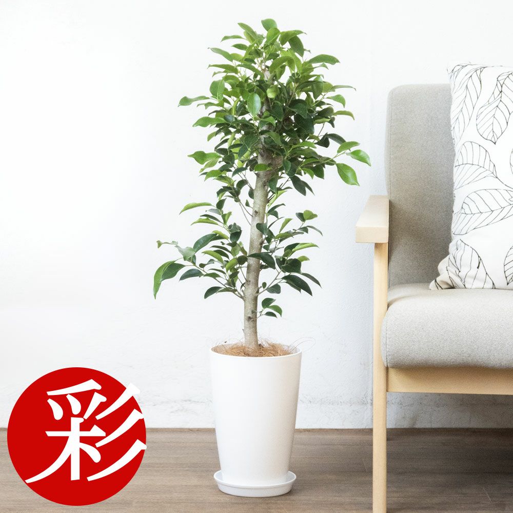 観葉植物 フィカス・ガジュマル 7号プラ鉢ロングポットRG050013