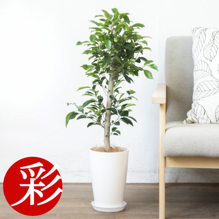 観葉植物 フィカス・ガジュマル 7号プラ鉢ロングポットRG050013