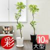  観葉植物 フィカス・アルテシーマ・バリエガータ セラアート鉢 10号鉢 