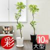 観葉植物 フィカス・アルテシーマ・バリエガータ セラアート鉢 10号鉢