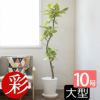 観葉植物 フィカス・アルテシーマ・バリエガータ セラアート鉢 10号鉢