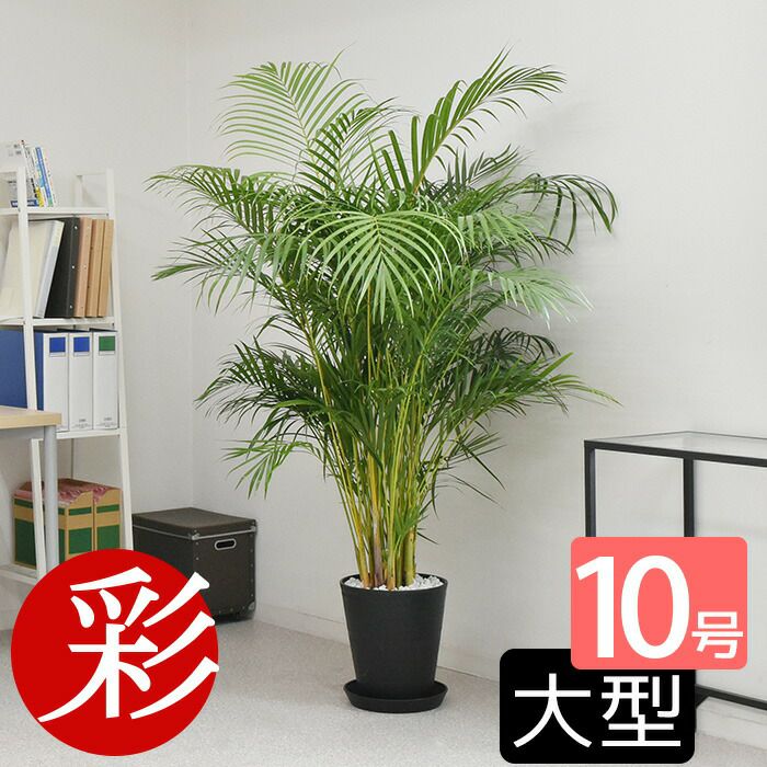 観葉植物 アレカヤシ 10号セラアート鉢
