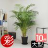 観葉植物 アレカヤシ 10号セラアート鉢