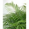 観葉植物 アレカヤシ 10号セラアート鉢