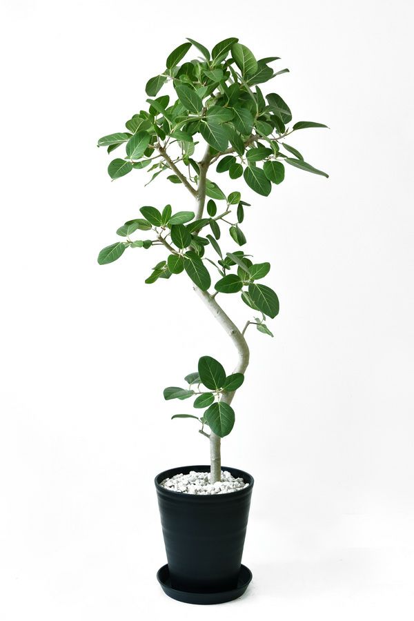 フィカス・ベンガレンシス 10号セラアート鉢 観葉植物