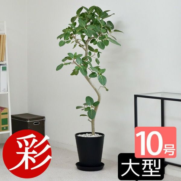 フィカス・ベンガレンシス 10号セラアート鉢 観葉植物 本物