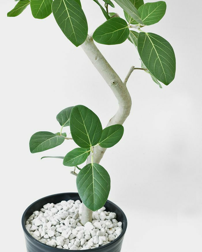 観葉植物 フィカス・ベンガレンシス 10号セラアート鉢