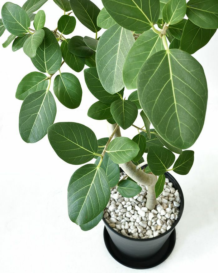 観葉植物 フィカス・ベンガレンシス 10号セラアート鉢