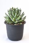 観葉植物 アガベ 笹の雪 