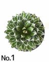 観葉植物 アガベ 笹の雪 