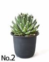 観葉植物 アガベ 笹の雪 