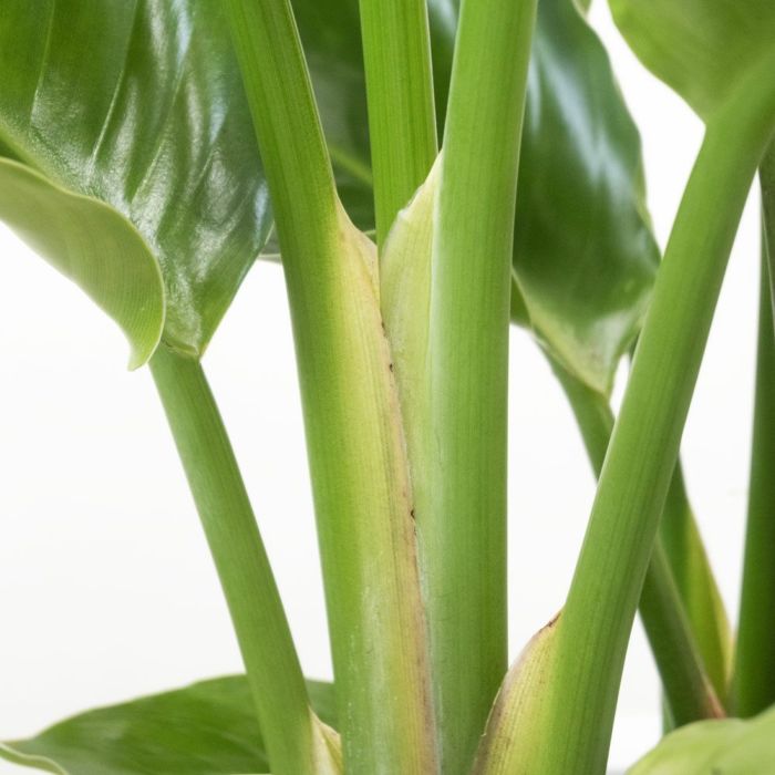 観葉植物 ストレリチア・オーガスタ 7号鉢