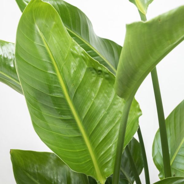 ストレリチアオーガスタ　観葉植物 超大型 楽天市場】【オーガスタ】☆ 大きな観葉植物 ストレリチア