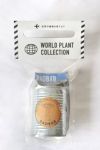 世界の植物 栽培セット world plant collection