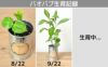 世界の植物 栽培セット world plant collection