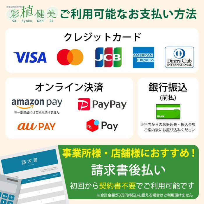 シルクジャスミン ゲッキツ 7号鉢 観葉植物