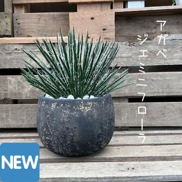 観葉植物 現品 アガベ ジェミニフローラ （ゲミニフローラ） AGAVE GEMNI FLORA 【アウトレット】