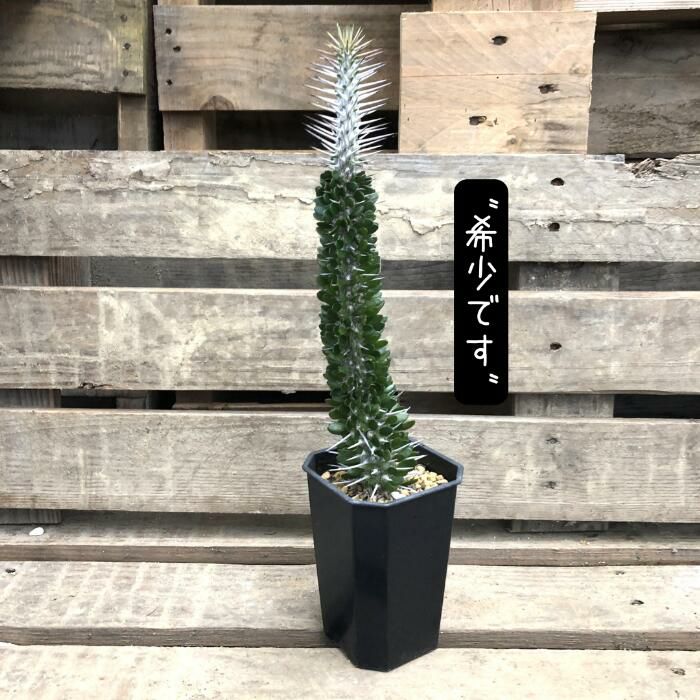 観葉植物現品販売