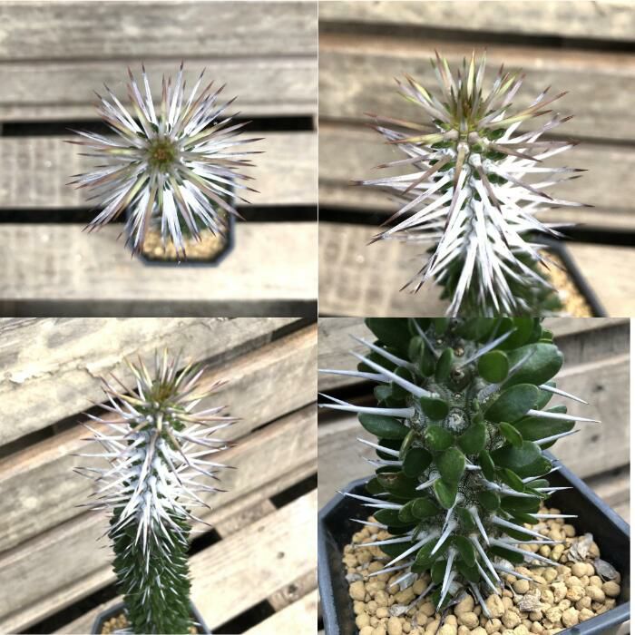 観葉植物現品販売