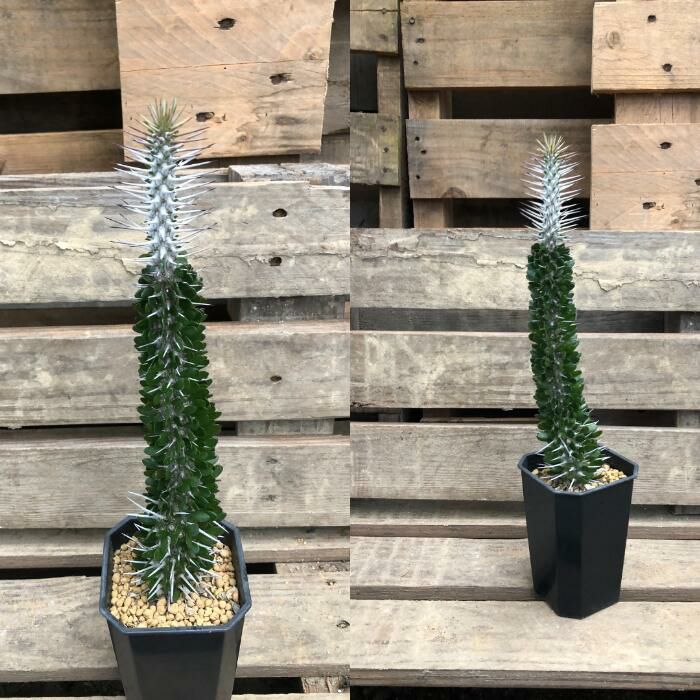 観葉植物現品販売